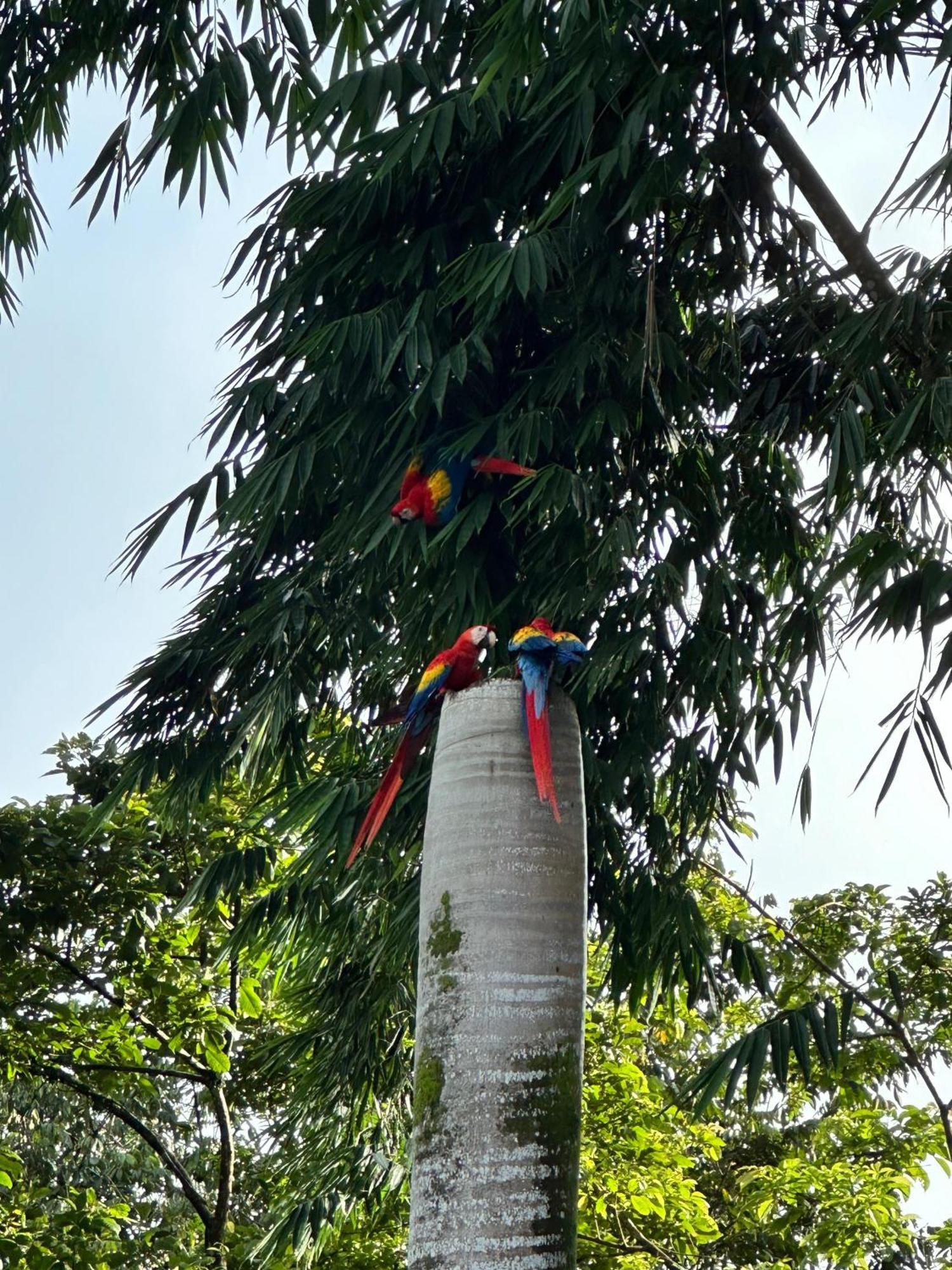 Hospedaje Colibri Manuel Antonio Kültér fotó